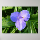 Dewy Trillium Spring Wildblume Poster (Vorne)
