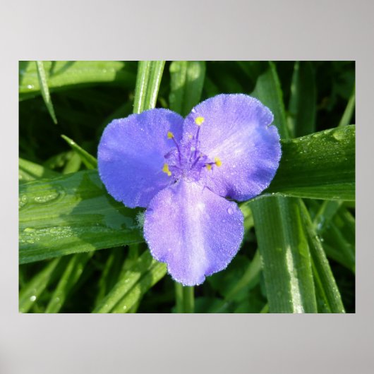 Dewy Trillium Spring Wildblume Poster (Vorne)