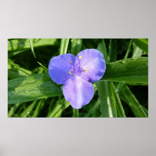 Dewy Trillium Spring Wildblume Poster