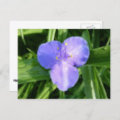 Dewy Trillium Spring Wildblume Postkarte (Vorne/Hinten)