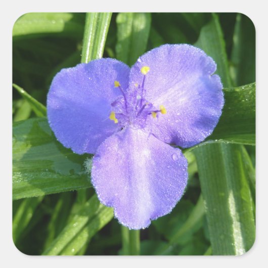 Dewy Trillium Spring Wildblume Quadratischer Aufkleber (Vorderseite)