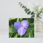 Dewy Trillium Spring Wildflower (Stehend Vorderseite)