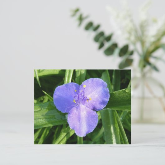 Dewy Trillium Spring Wildflower (Stehend Vorderseite)