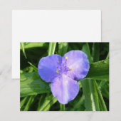 Dewy Trillium Spring Wildflower (Vorne/Hinten)