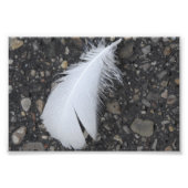 Dewy White Feather Fotodruck (Vorne)