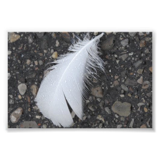 Dewy White Feather Fotodruck (Vorne)