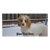 Dexter im Schnee - Glossy Poster Print (Vorderseite)