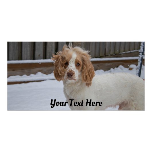 Dexter im Schnee - Glossy Poster Print (Vorderseite)