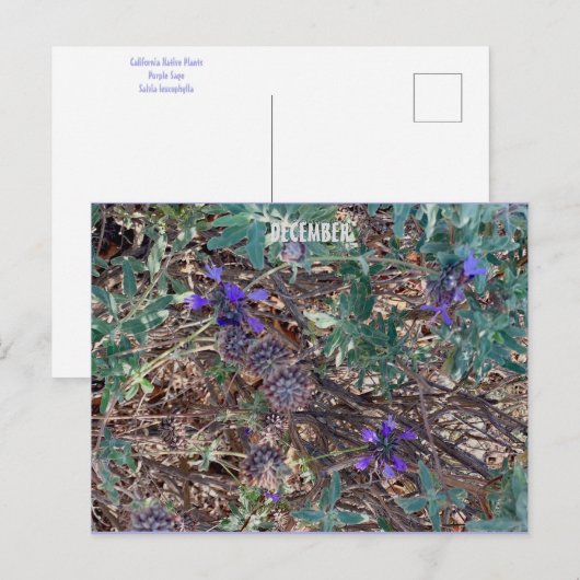 DEZEMBER POSTKARTE (Vorne/Hinten)