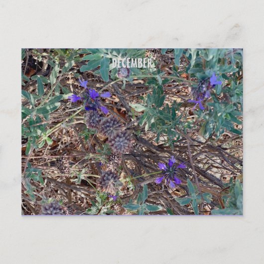 DEZEMBER POSTKARTE (Vorderseite)