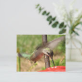 DG- Hummer-Postkarte Postkarte (Stehend Vorderseite)