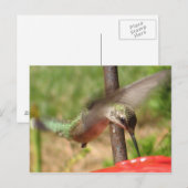 DG- Hummer-Postkarte Postkarte (Vorne/Hinten)