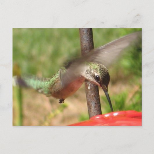 DG- Hummer-Postkarte Postkarte (Vorderseite)