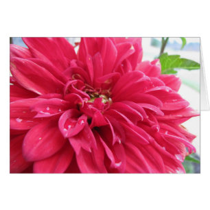 Dhalia überlebt die Dürre