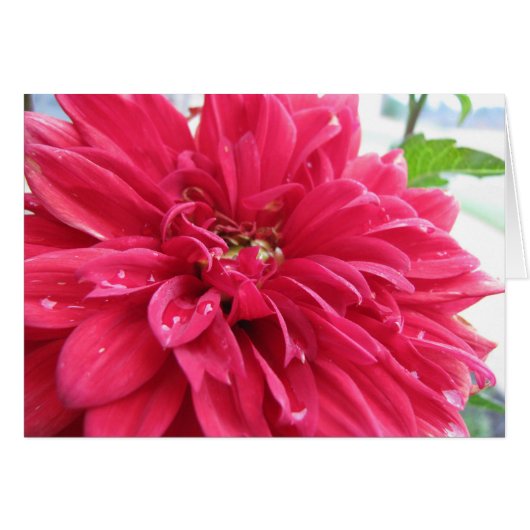 Dhalia überlebt die Dürre (Vorderseite (Horizontal))