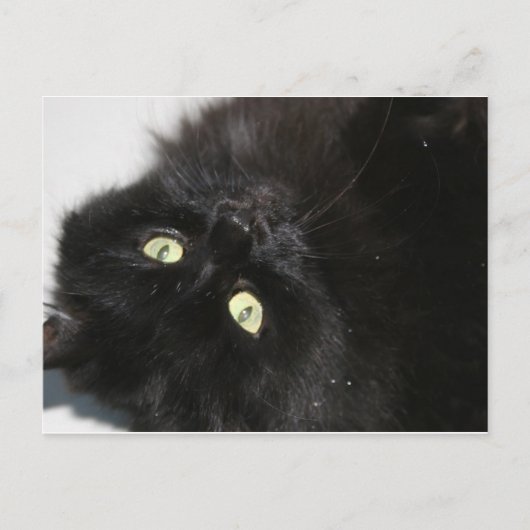 Diabola Die Katze des Teufels Postkarte (Vorderseite)