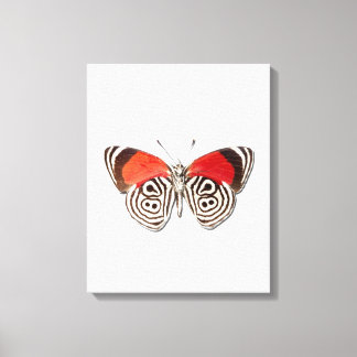 Diaethria clymena leinwanddruck