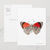 Diaethria clymena postkarte (Vorne/Hinten)