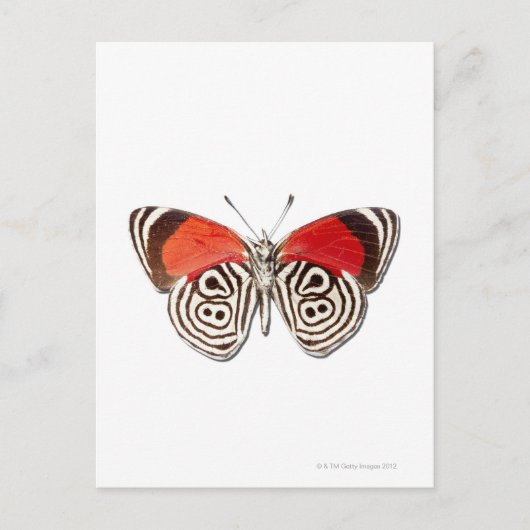 Diaethria clymena postkarte (Vorderseite)
