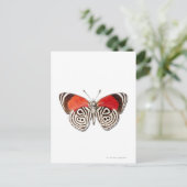 Diaethria clymena postkarte (Stehend Vorderseite)