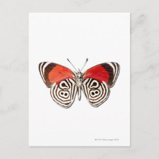 Diaethria clymena postkarte