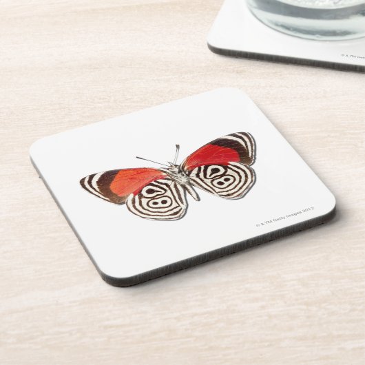 Diaethria clymena untersetzer (Linke Seite)