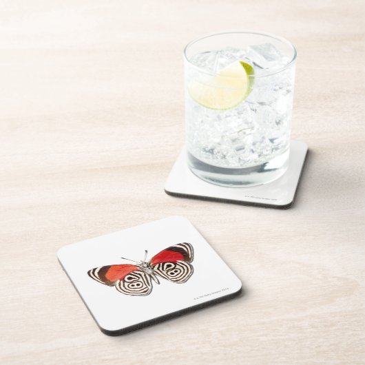 Diaethria clymena untersetzer (Rechte Seite)