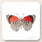 Diaethria clymena untersetzer (Vorderseite)