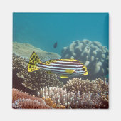 Diagonal Banded Sweetlip (Plectorhinchus lineatus) Magnet (Vorne)