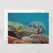 Diagonal Banded Sweetlip (Plectorhinchus lineatus) Postkarte (Vorne/Hinten)