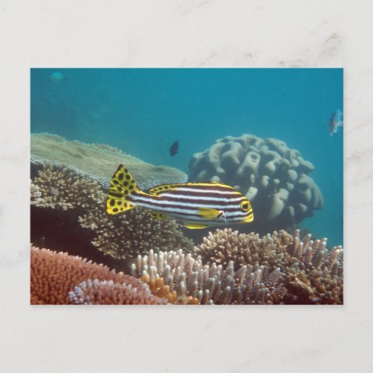 Diagonal Banded Sweetlip (Plectorhinchus lineatus) Postkarte (Vorderseite)