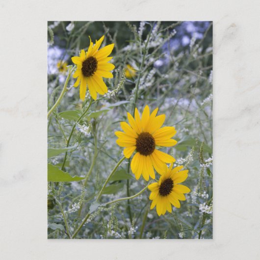 Diagonal Stack Sonnenblumen Postkarte (Vorderseite)