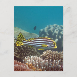 Diagonale mit einem Band versehenes Sweetlip Postkarte