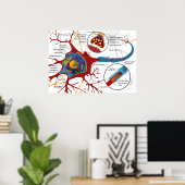 Diagram Complete Neuron Cell Nerve Nervous System  Poster (Heimbüro)