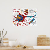 Diagram Complete Neuron Cell Nerve Nervous System  Poster (Küche)