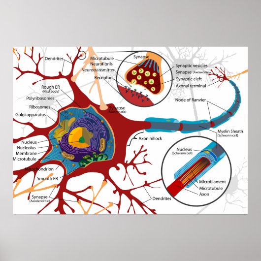 Diagram Complete Neuron Cell Nerve Nervous System  Poster (Vorne)