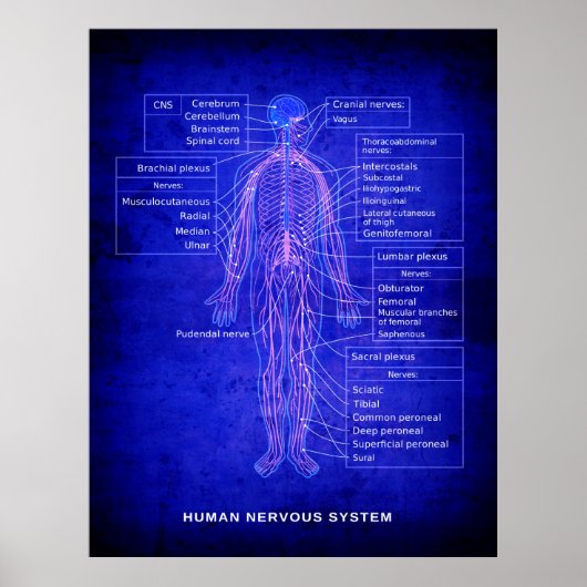 DIAGRAM DES MENSCHLICHEN NERVOUS-SYSTEMS - BLUEPRI POSTER (Vorne)
