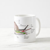 Diagram snail Helix aspersa split-sectioned organ  Kaffeetasse (VorderseiteRechts)