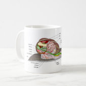 Diagram snail Helix aspersa split-sectioned organ  Kaffeetasse (Vorderseite Links)