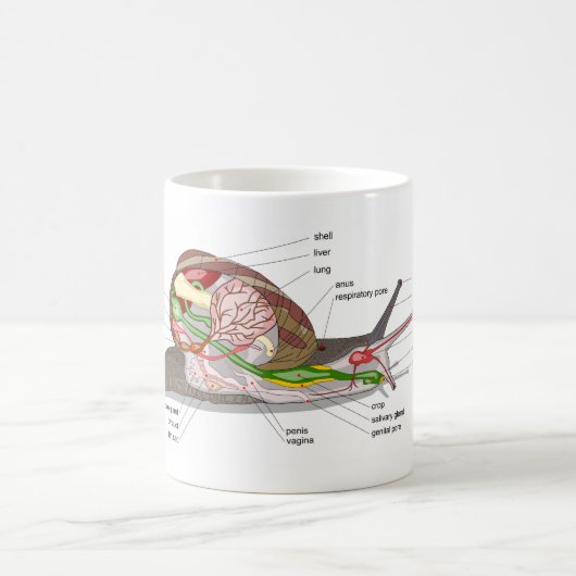 Diagram snail Helix aspersa split-sectioned organ  Kaffeetasse (Mittel)