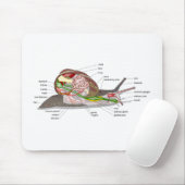 Diagram snail Helix aspersa split-sectioned organ  Mousepad (Mit Mouse)