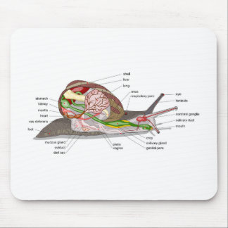 Diagram snail Helix aspersa split-sectioned organ  Mousepad