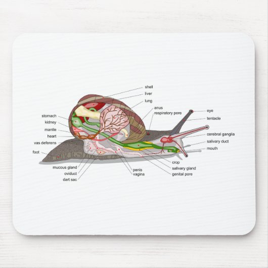 Diagram snail Helix aspersa split-sectioned organ Mousepad (Vorne)
