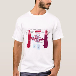 Diagramm Blutgefäße Arterien Venen Kapillaren T-Shirt