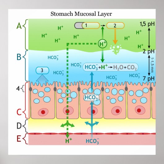 Diagramm der alkalischen Schleimschicht im Magenra Poster (Vorne)
