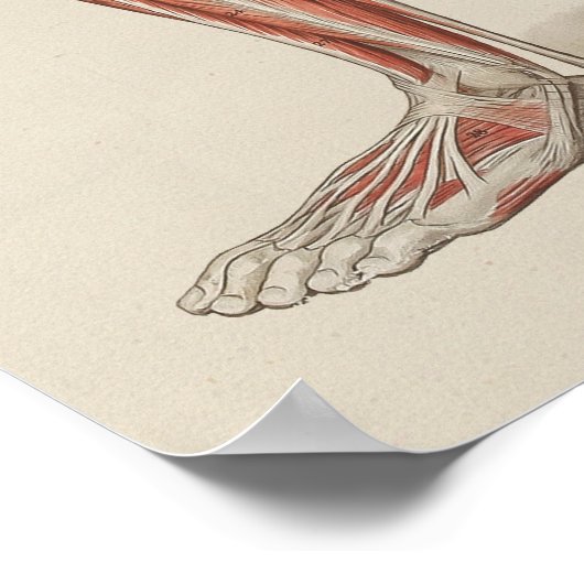 Diagramm der Anatomie der menschlichen Muskeln Poster (Ecke)