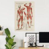 Diagramm der Anatomie der menschlichen Muskeln Poster (Heimbüro)