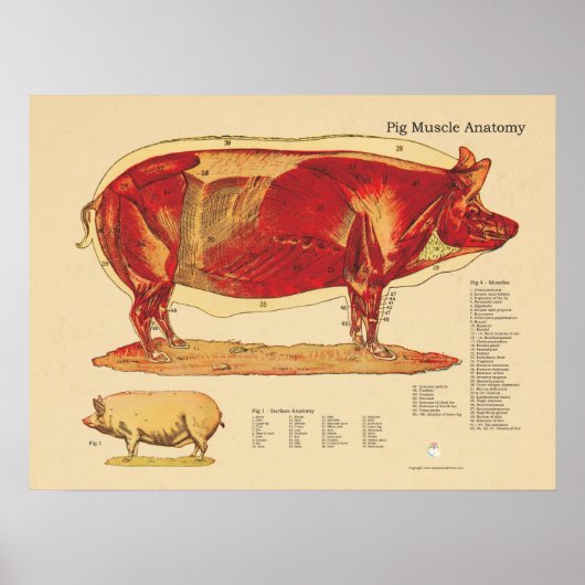 Diagramm der Anatomie der Schweineherzerkrankungen Poster (Vorne)