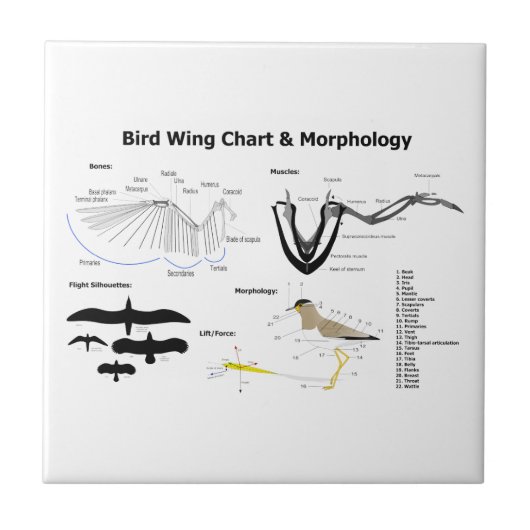 Diagramm der Anatomie der Vogel-Flügel Fliese (Vorderseite)