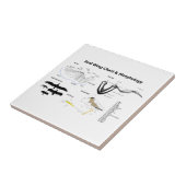 Diagramm der Anatomie der Vogel-Flügel Fliese (Seite)